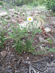 Erigeron bellidiastrum