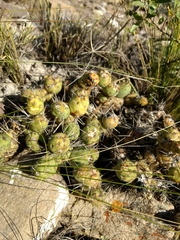 Maihueniopsis ovata