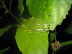 Ranoidea xanthomera