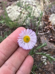 Erigeron bellidiastrum