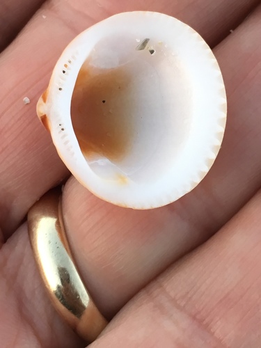 Spectral Bittersweet Clam