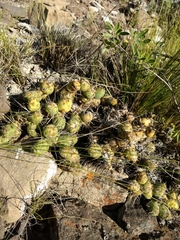 Maihueniopsis ovata