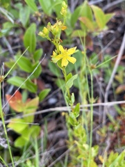 Hypericum cistifolium
