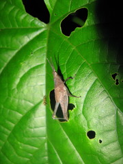 Desmoptera truncatipennis