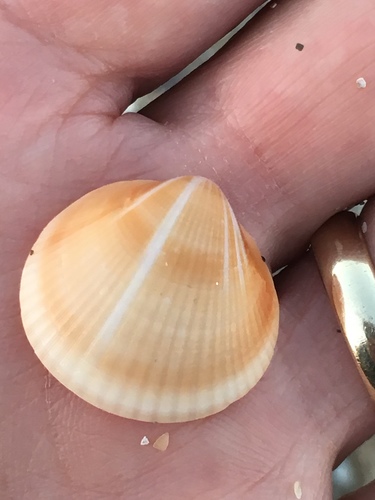 Spectral Bittersweet Clam