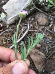 Erigeron bellidiastrum