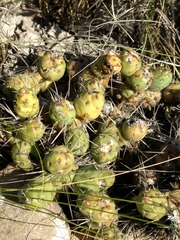 Maihueniopsis ovata