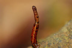 Haemadipsa zeylanica