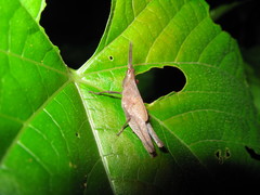 Desmoptera truncatipennis