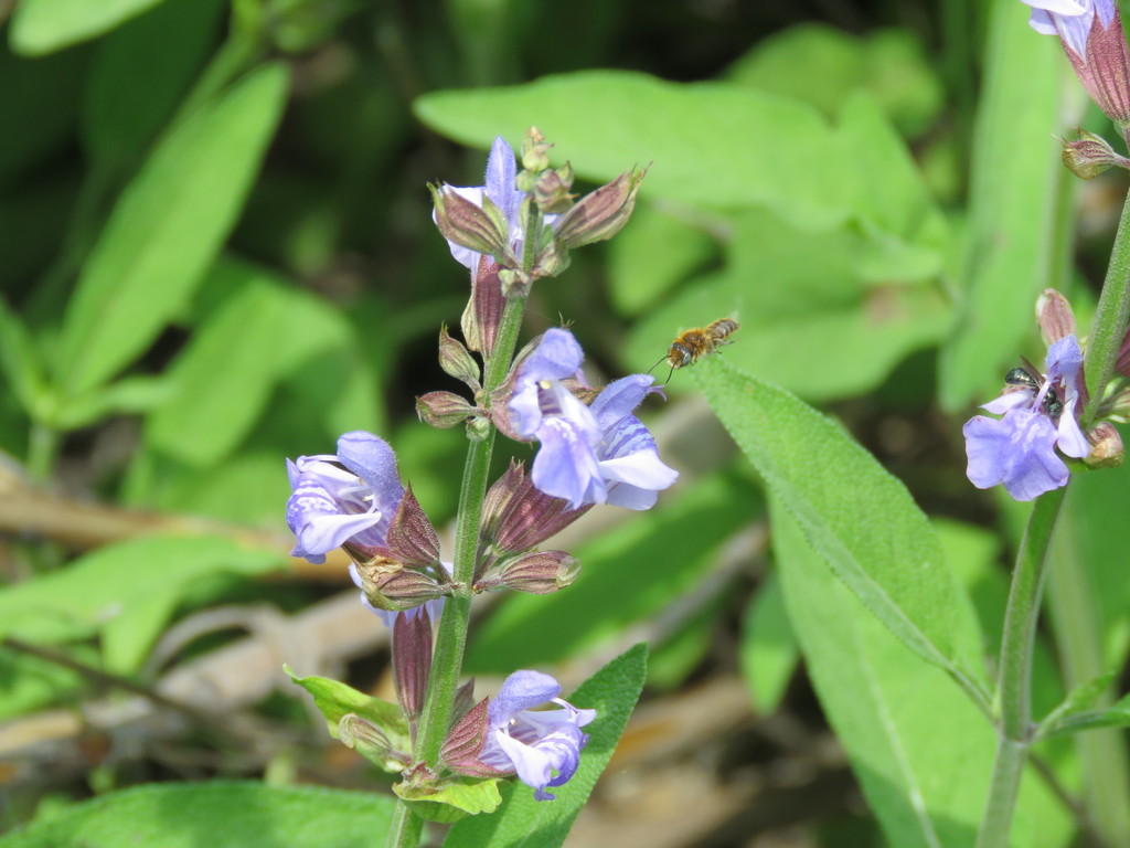 Viper's Bugloss Small-Mason
