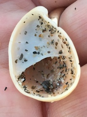 Crepidula fornicata image