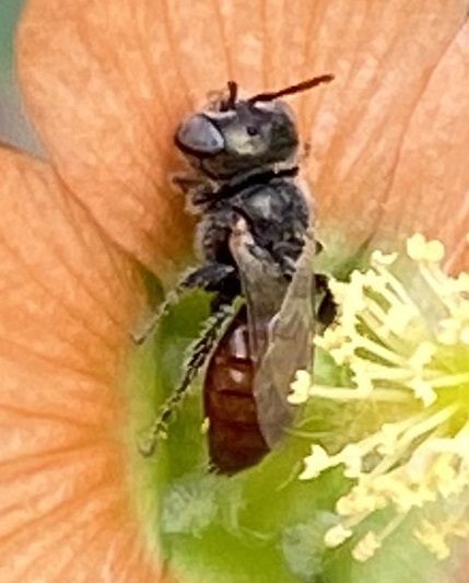 Macrotera latior