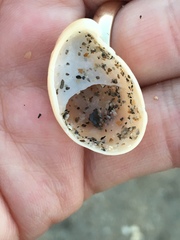 Crepidula fornicata image