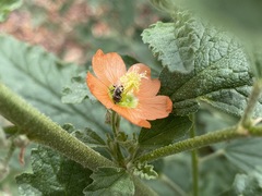 Macroteropsis