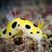 Polka-dotted Nudibranch - Photo (c) David R, some rights reserved (CC BY-NC), uploaded by David R