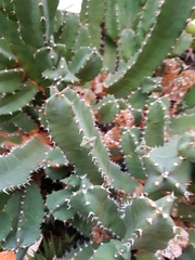 Euphorbia resinifera