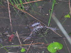 Hypopachus guancasco