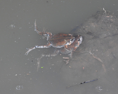 Hypopachus guancasco