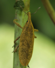 Lixus concavus