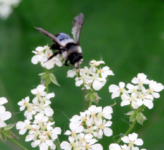 Andrena cineraria