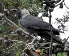 Corvus monedula