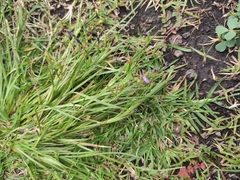 Liliopsida