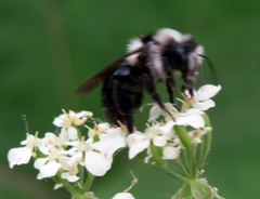 Andrena cineraria