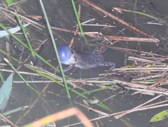 Hypopachus guancasco