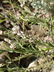 Polygala subandina