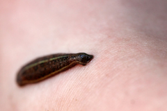 Haemadipsa zeylanica