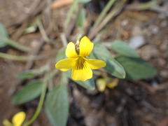 Viola purpurea