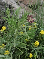 Erysimum flavum