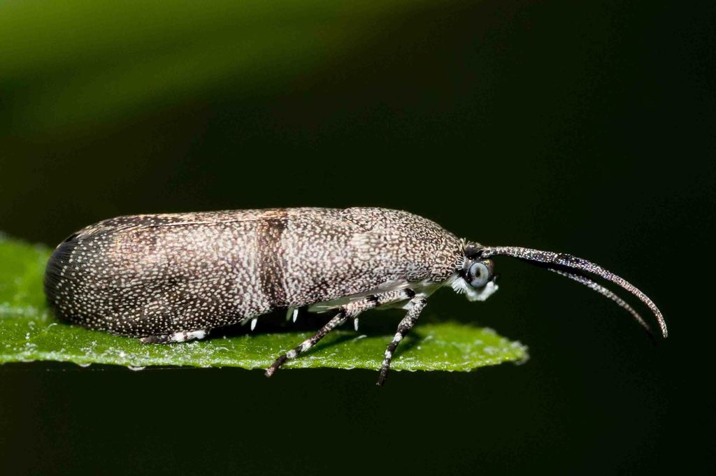 Little Bear Moths