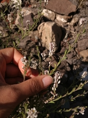 Polygala subandina