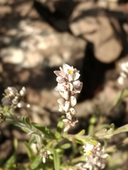 Polygala subandina