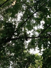 Turdus pilaris