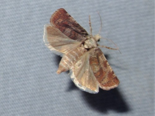 Pitch Twig Moth photo 5