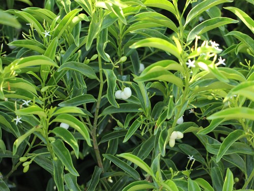 Vallesia antillana image