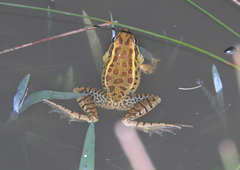 Lithobates lenca