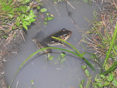 Lithobates lenca