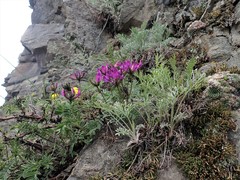 Astragalus suffruticosus