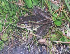 Lithobates lenca