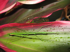 Sipyloidea rentzi