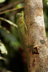 Lyriocephalus scutatus