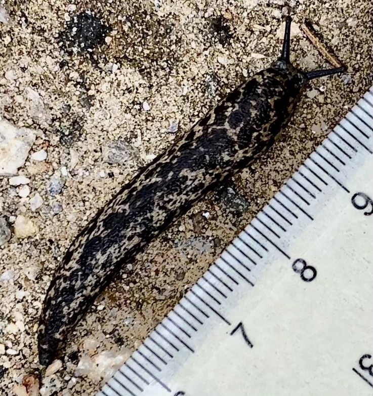 brown-spotted mantleslug