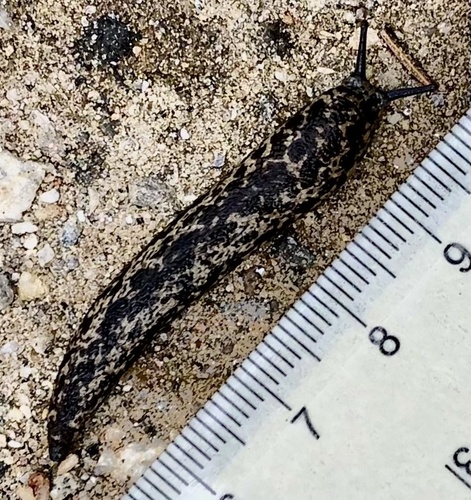 brown-spotted mantleslug