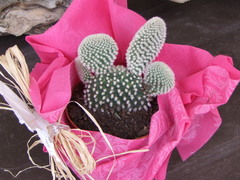 Opuntia microdasys