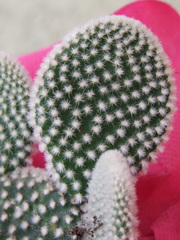 Opuntia microdasys