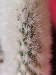 Opuntia microdasys