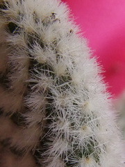 Opuntia microdasys